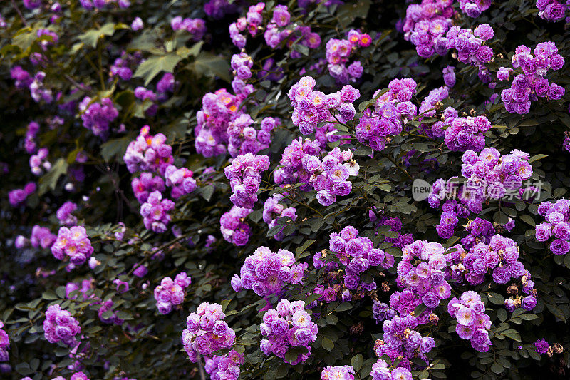 粉红色/紫色九重葛花背景